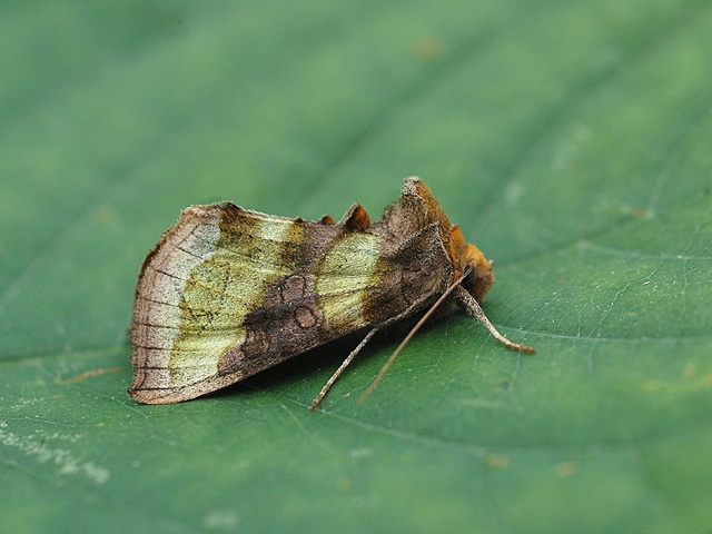 Burnished Brass (Diachrysia chrysitis)