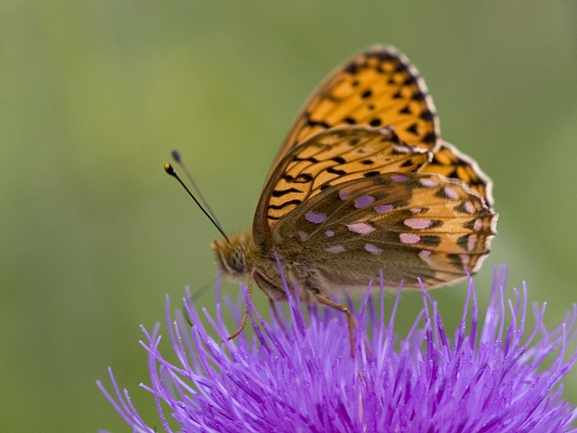 Dark Green Fritillary (Argynnis aglaja)