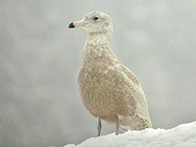 Glaucous Gull (Larus hyperboreus)