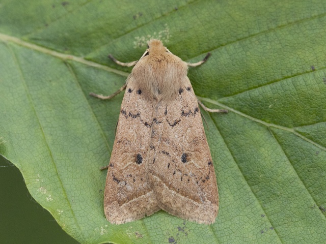 Yellow-line Quaker (Agrochola macilenta)