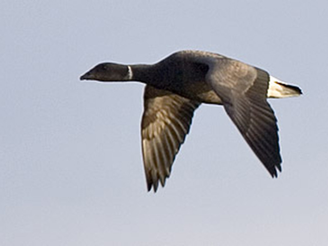 Brent Goose (Branta bernicla)