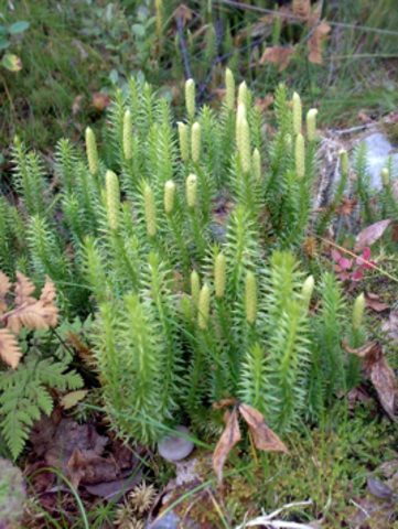 Interrupted Clubmoss (Lycopodium annotinum)