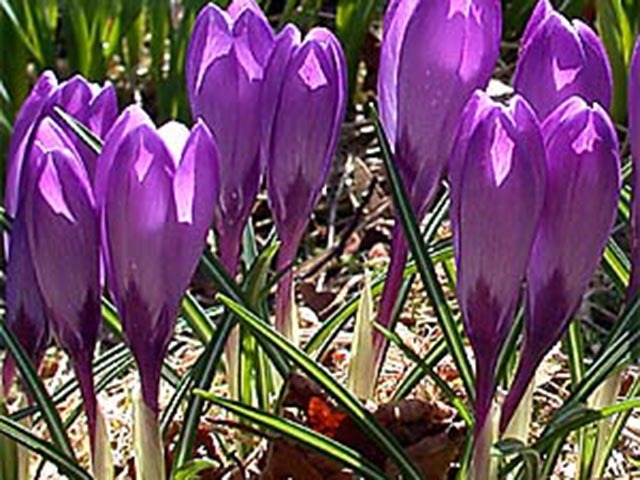 Crocus (Crocus)