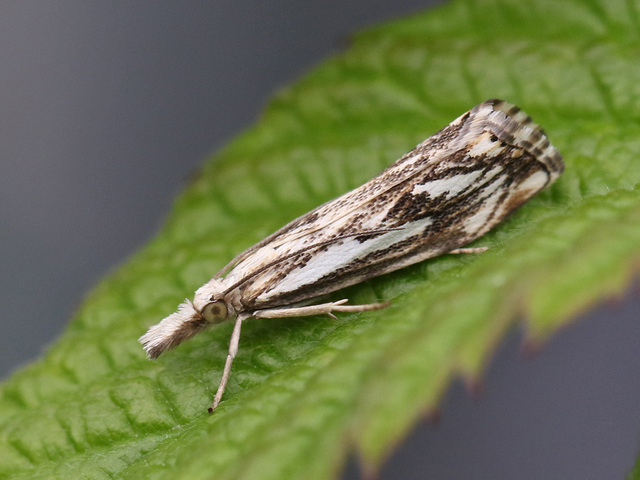 Chequered Grass-veneer (Catoptria falsella)