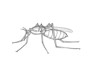 Mosquito (Culicidae)