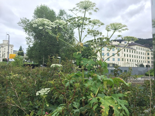 Giant Hogweed (Heracleum mantegazzianum)