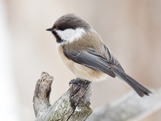 Siberian Tit (Poecile cinctus)