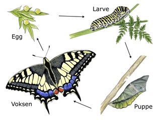 Moths and butterflies (Lepidoptera)