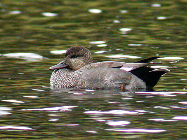 Gadwall (Anas strepera)