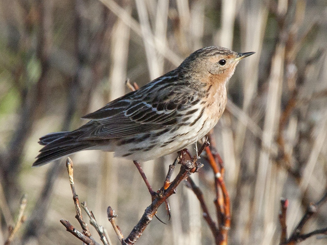 Red-throated Pipit (Anthus cervinus)