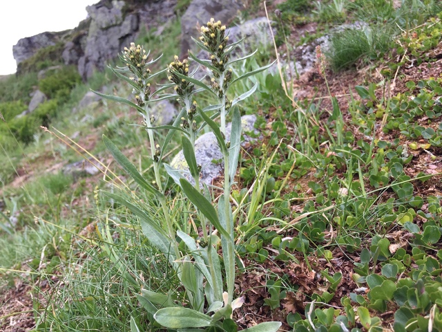 Highland Cudweed (Omalotheca norvegica)