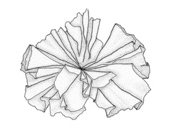 Nori (Porphyra umbilicalis)