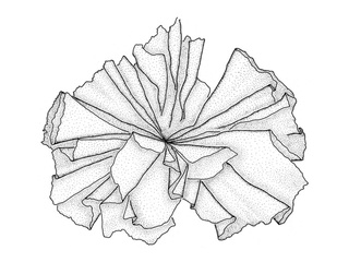 Nori (Porphyra umbilicalis)