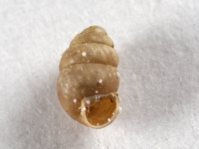 Engknøttsnegl (Vertigo pygmaea)