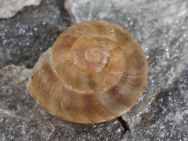 Bergsnegl (Helicigona lapicida)