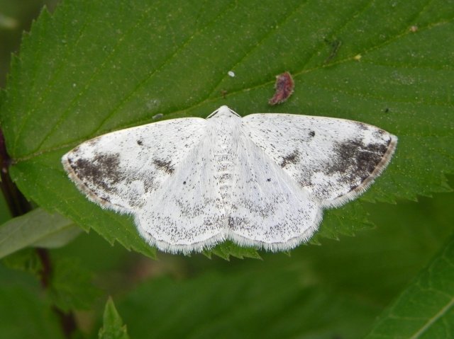 Clouded Silver (Lomographa temerata)