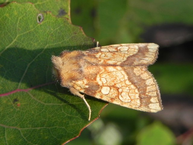 Frosted Orange (Gortyna flavago)