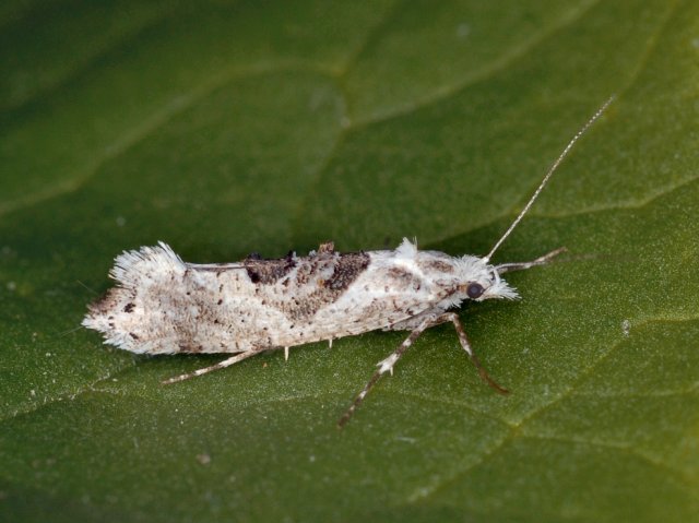 Ypsolopha asperella