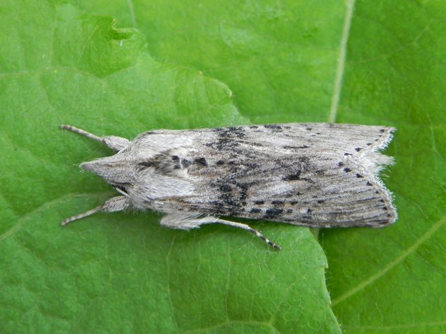 The Wormwood (Cucullia absinthii)