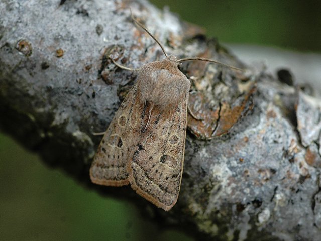 Powdered Quaker (Orthosia gracilis)