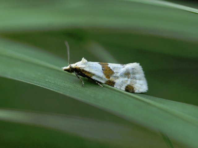 Thistle Conch (Aethes cnicana)