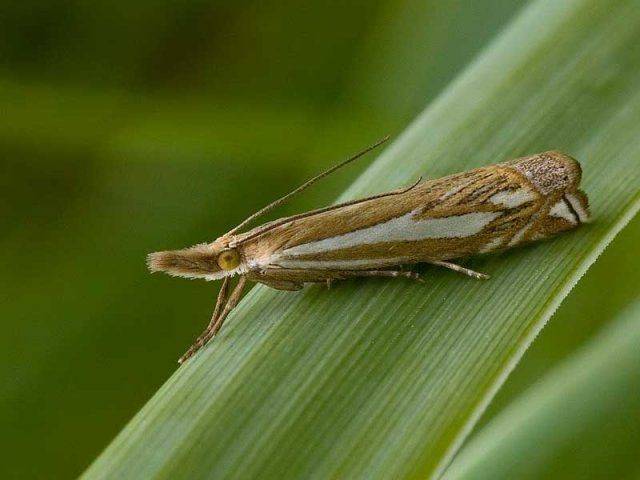 Scarce Grass-veneer (Crambus pratella)