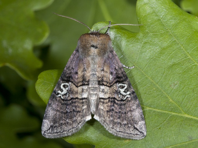 Figure of Eighty (Tethea ocularis)