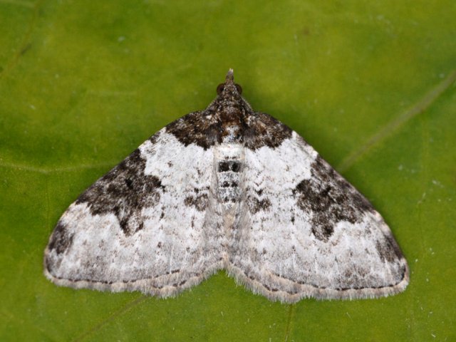 Garden Carpet (Xanthorhoe fluctuata)