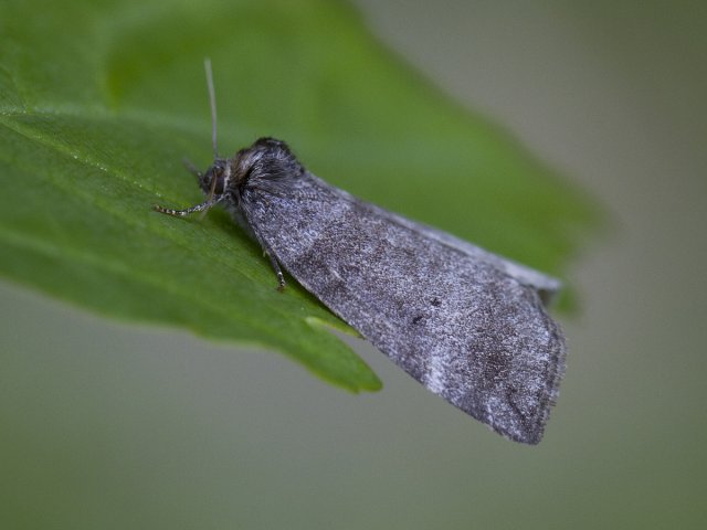 Common Lutestring (Ochropacha duplaris)