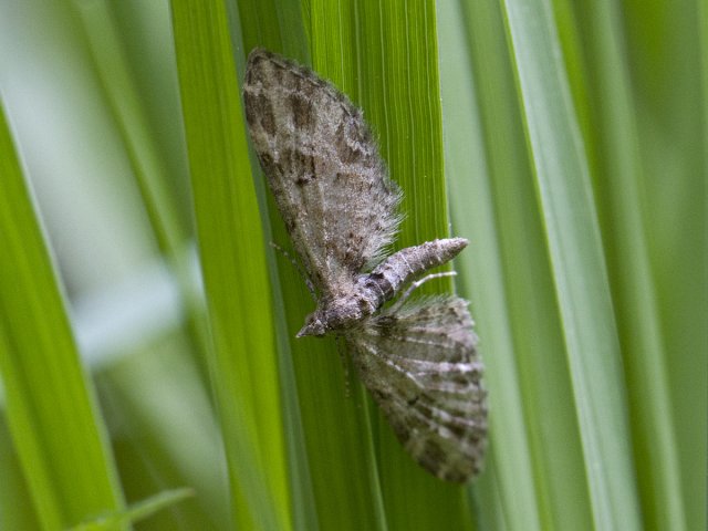 Mottled Pug (Eupithecia exiguata)