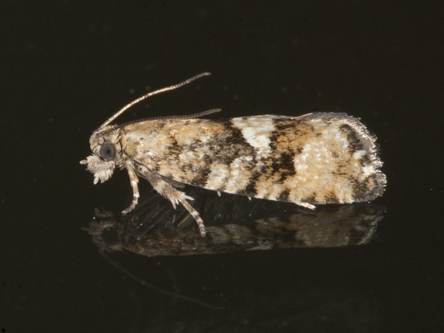 Spruce Bud Moth (Zeiraphera ratzeburgiana)