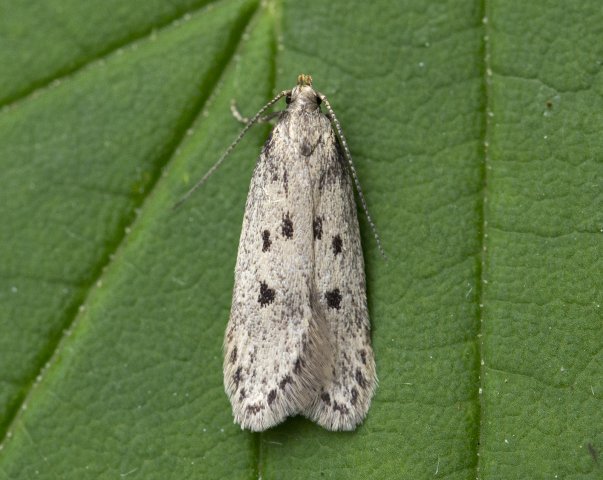 Bryotropha galbanella