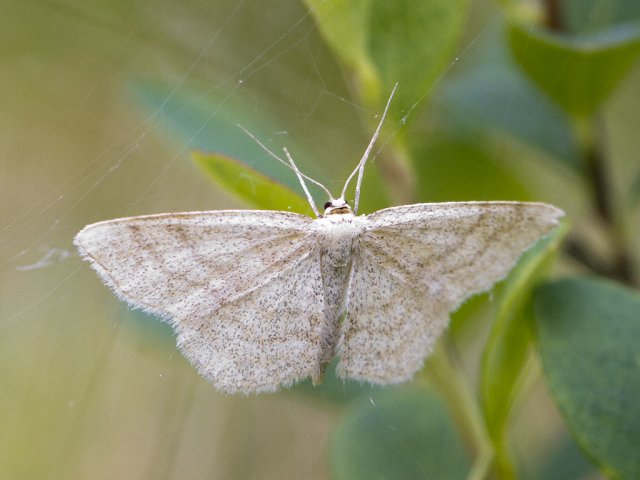 Smoky Wave (Scopula ternata)