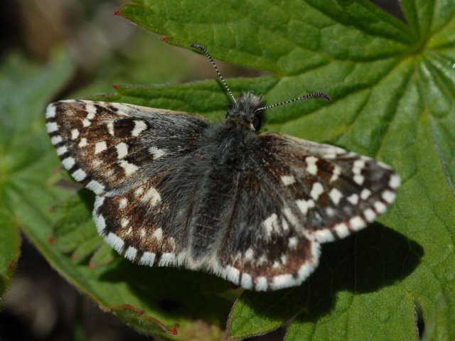 Grizzled Skipper (Pyrgus malvae)