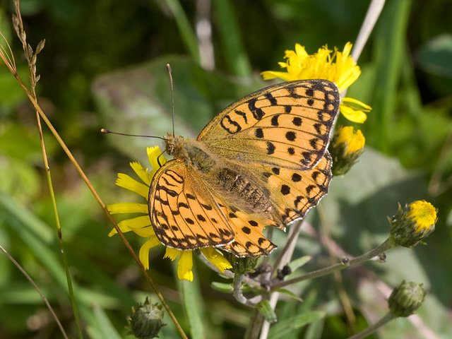 High Brown Fritillary (Argynnis adippe)