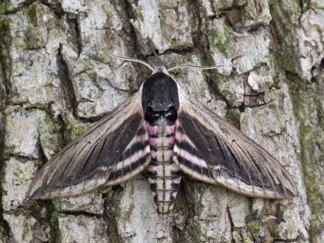 Privet Hawk-moth (Sphinx ligustri)