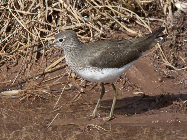 Green Sandpiper (Tringa ochropus)