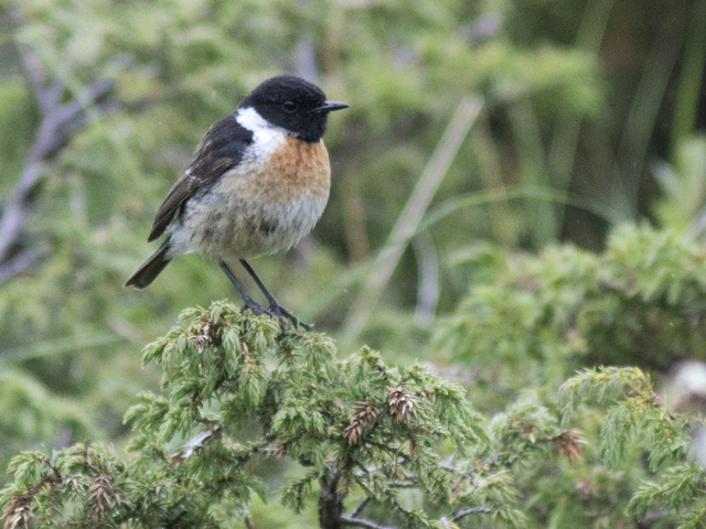 Common Stonechat (Saxicola torquatus)