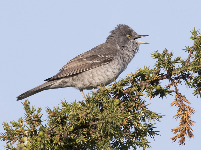 Barred Warbler (Sylvia nisoria)