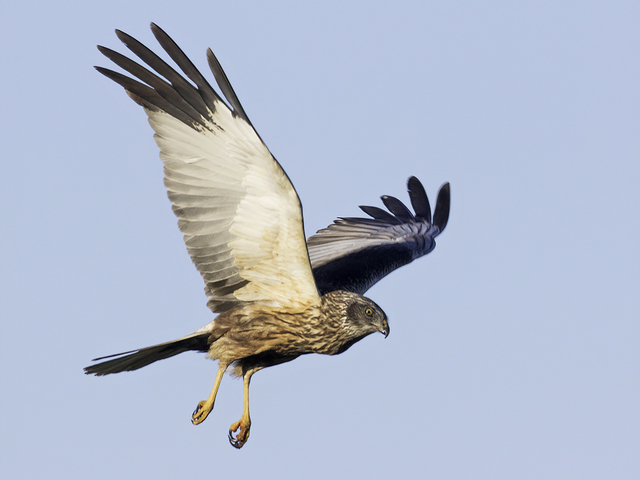 Western Marsh Harrier (Circus aeruginosus)