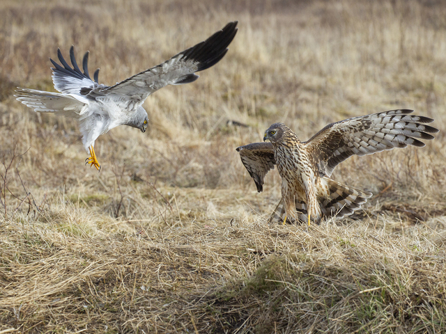 Hen Harrier (Circus cyaneus)