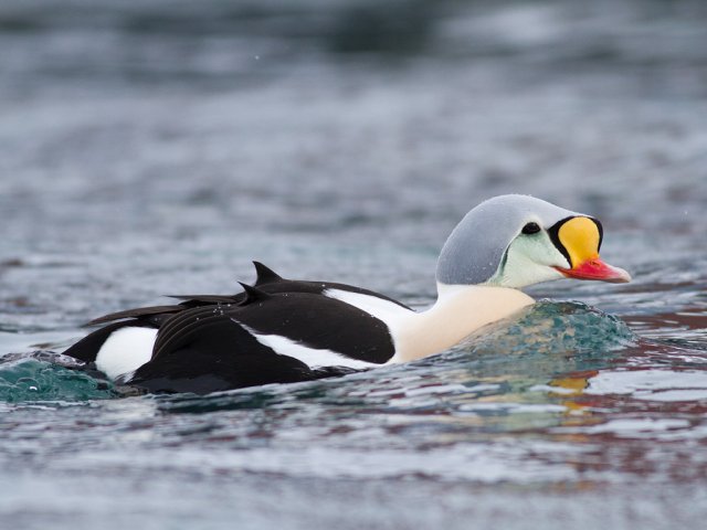 King Eider (Somateria spectabilis)