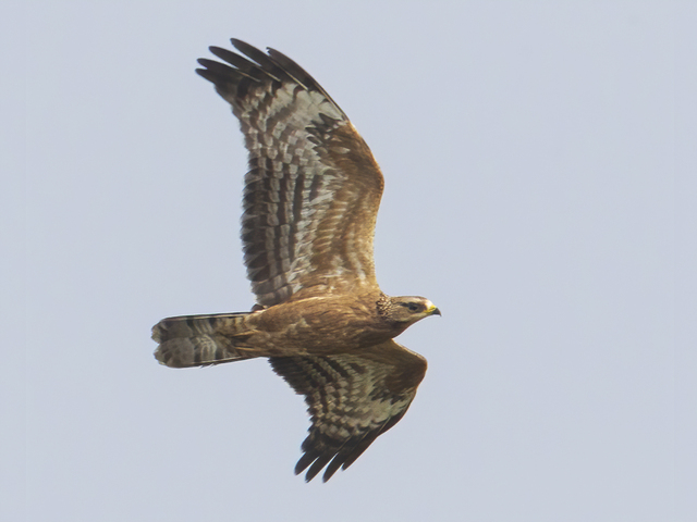 European Honey Buzzard (Pernis apivorus)