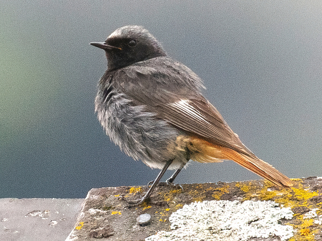 Black Redstart (Phoenicurus ochruros)