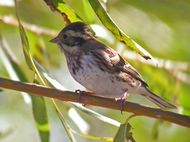 Rustic Bunting (Emberiza rustica)