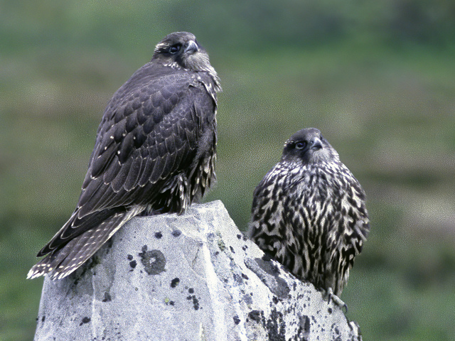 Gyr Falcon (Falco rusticolus)