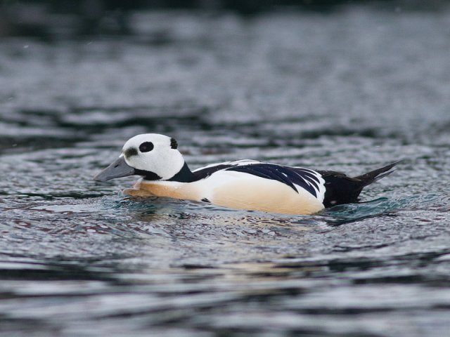 Steller's Eider (Polysticta stelleri)