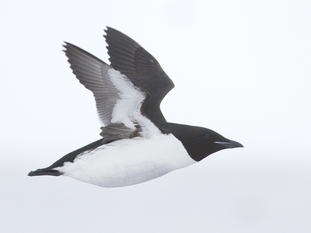 Brünnich's Guillemot (Uria lomvia)