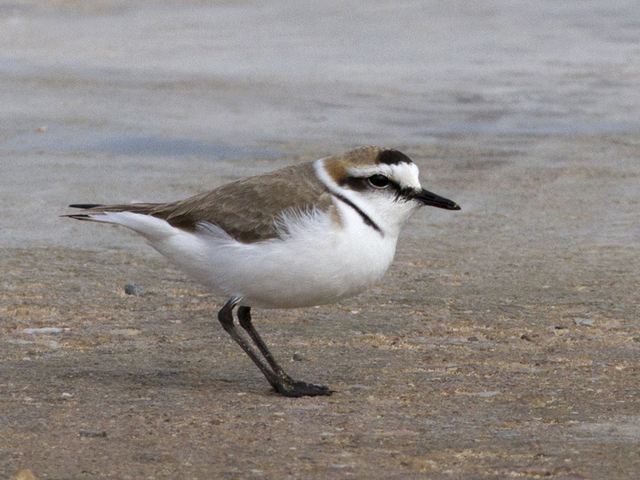 Kentish Plover (Charadrius alexandrinus)