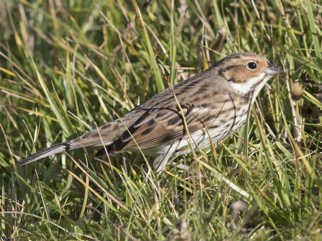 Little Bunting (Emberiza pusilla)